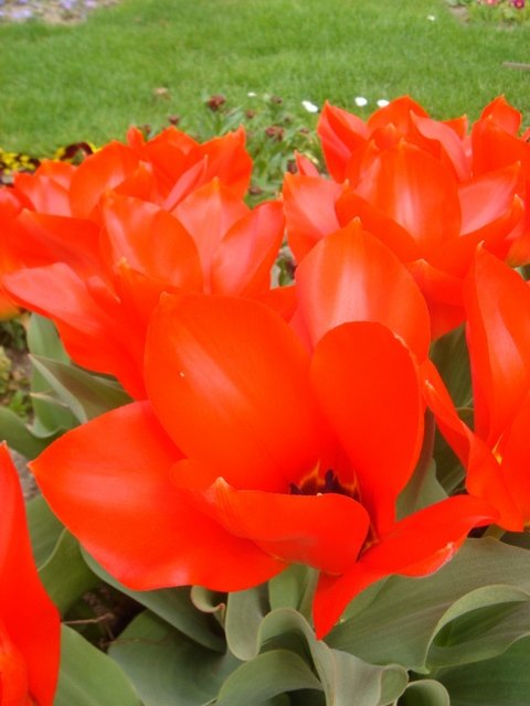 Tulipa fosteriana 'Princeps' PB 10